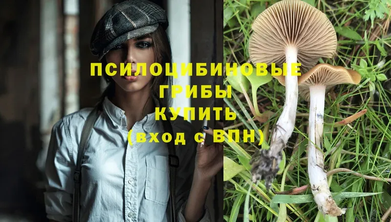 Псилоцибиновые грибы Psilocybine cubensis  Мурманск 